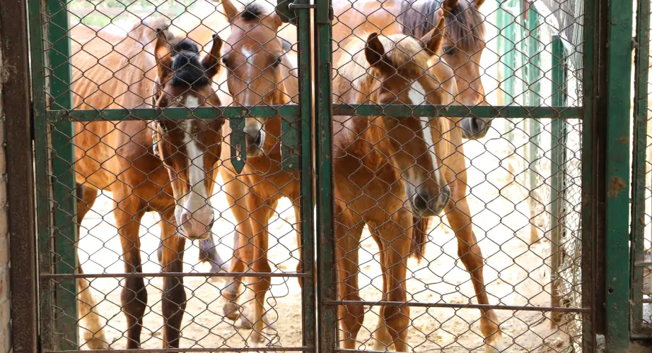 ACGS Animal Shelter