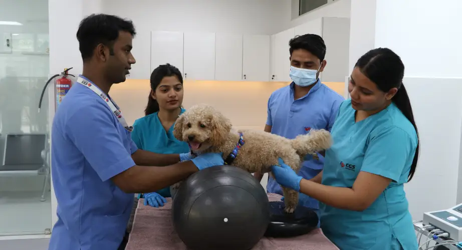 CGS Veterinary Hospital