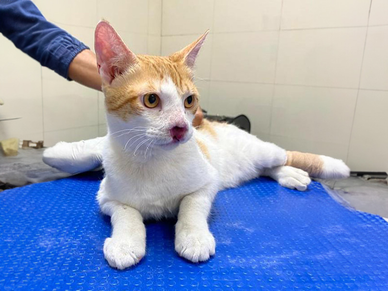 The Curious Cat’s Recovery The Curious Cat’s Recovery