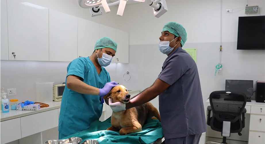 DLF Foundation -Veterinary care initiatve