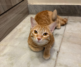 A Stray's Journey to Healing A Stray's Journey to Healing